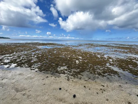Limu Huki